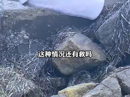 这种情况还有救吗#科普 #动物的迷惑行为 #神奇动物在抖音 #保护野生动物