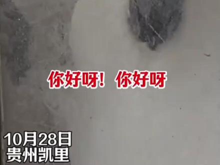 贵州一动物园因一只对答如流的鹦鹉爆火出圈