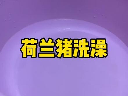 荷兰猪洗澡澡#抖音小助手 #荷兰猪