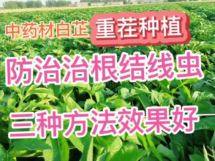 种植中药材白芷经济效益好连年重茬引发根线虫三种方法防治效果好 #农业技术