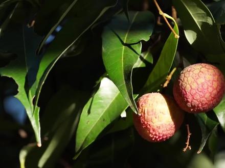 好想吃荔枝,荔枝椿象防治宣导片