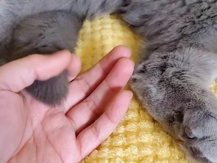 还不看看你家猫有没有 我刚开始以为是mm头被剃掉了 结果数了数一个不少