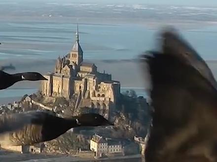 大雁去南方过冬,天暖又飞回来,为什么不一直留在南方?#我是头条小百科