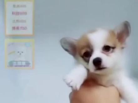 这是我再拼多多拼的狗子!!快递到家谁见了都说是土巴狗!这么快就1岁啦!从1斤8两的小不点到37斤的胖墩子,看到最后,我算不算幸运观众🐶🐶 #拼多多 #拼多多运营 #萌宠日常记录 #柯基 #小短腿的快乐 #意不意外 #养狗的乐趣 #家有傻狗