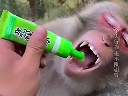 男子喂猴子吃芥末
猴子瞬间气得想过去揍他
网友:真是损到家了