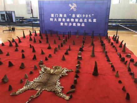 全国最大!#厦门海关破获特大犀牛角走私案,现场查获#犀牛角 145件,价值约1亿元人民币!