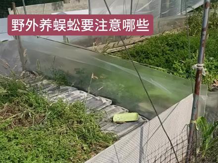 野外养蜈蚣要注意哪些#蜈蚣养殖技术