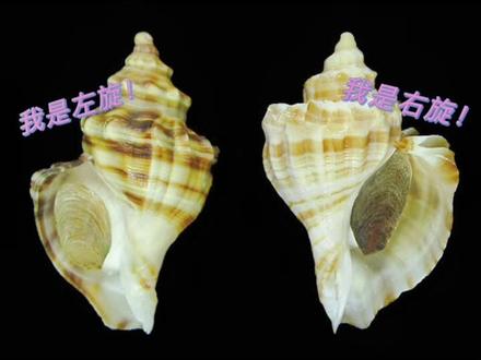 什么❓❗️😳海螺也有左撇子❓🤔#贝类科普 #你有所不知的贝类