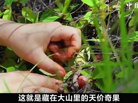 小时候满山找的野果!川渝叫野地瓜,贵州叫地枇杷,你管它叫啥? #地果 #野地瓜 #地枇杷 #地方特色 #青年创作者成长计划