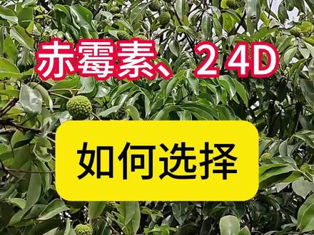 荔枝上赤霉素、24D保果如何选择? 荔枝保果调节剂选择#荔枝种植 #果树种植 #调节剂 #赤霉素 #增产增收才是硬道理