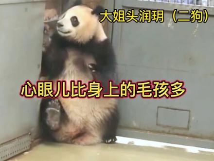 #熊猫 看看熊猫届的哈士奇,这心眼简直比身上的猫还多,不信?那您看看就知道了#大熊猫润玥 #大熊猫润玥艾玖 #可爱到爆炸💥 #一起等熊猫丫丫回家