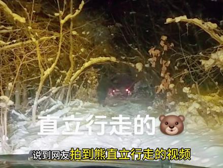 熊直立行走,最开始真以为是个人