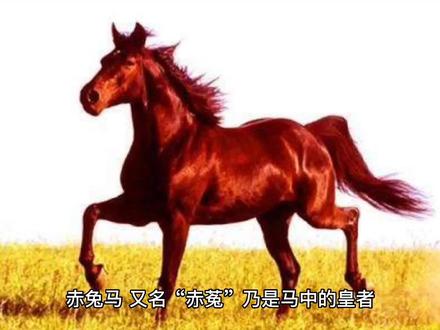 赤兔马有多快?骑现在这种工具跟赤兔马一样感觉! #神话故事 #历史故事 #历史 #马 #骏马 #涨知识 #民间传说