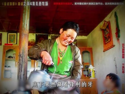 第四集9 #重返狼群 #重返狼群完整版