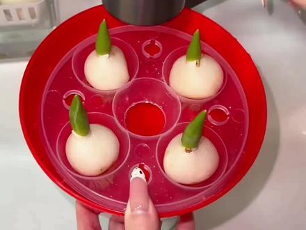 水培郁金香#花卉#花卉绿植 #绿植花卉 #水培植物