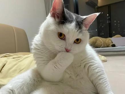 捂嘴烧猫,漂移小猫出自哪里? #捂嘴烧猫 #漂移小猫 #求出处 #长猫