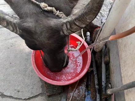 喂牛牛喝水,天气热了,吨吨吨 #放牛 #水牛