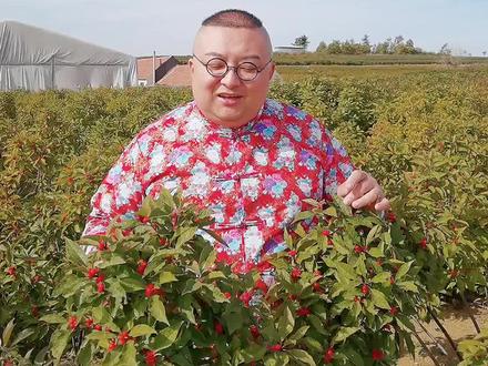 种#北美冬青 真的很挣钱吗?#花哥说