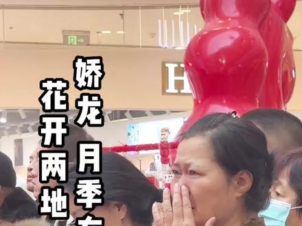 #娇龙月季 #贺娇龙 #新疆是个好地方 #回家 #怀念 娇龙月季今天在乌鲁木齐发放,所有市民前来深切缅怀,相信贺主任没有离开,只是用另外一种方式再陪伴着我们