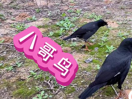 养了快一年的八哥鸟,连哪只是公或母都分不清了,有认识的吗? #八哥鸟 #奇妙的动物 #万物皆有灵性 #抓拍瞬间 #保护鸟类 #动物 #爱护小动物 #宠物