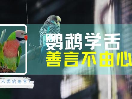 鹦鹉为什么会说人话?除了大脑奇特之外,还有善言不由心? #鹦鹉🦜 #未解之谜 #鹦鹉学舌