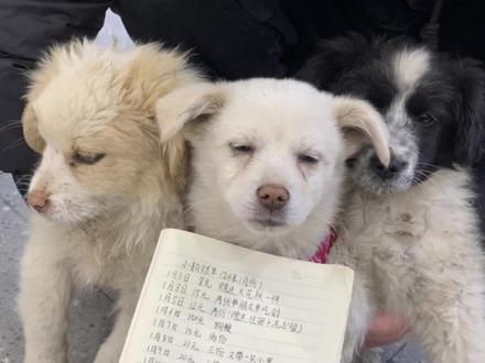 附近的汪汪队来店里要麻辣烫吃了#小狗狗能有什么坏心思 #原来小狗也喜欢吃麻辣烫 #麻辣烫