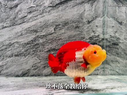 养鱼从开缸到养水培菌全流程细节讲清!
#兰寿金鱼 #硝化细菌 #新手养鱼 #新手养鱼入门基础教程 #泰狮
