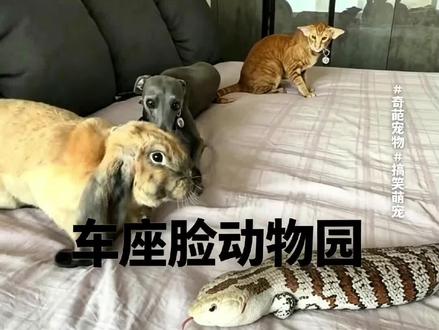 一屋子雷霆动物#猎奇 #车座脸 #宠物 #抽象 #动物园