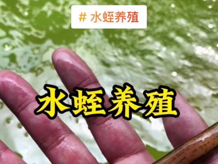 #水蛭养殖技术 #水产养殖 #水蛭蚂蟥养殖 #特种水产养殖 #蚂蟥养殖 #抖音上热门 #水蛭养殖 #养殖 #养殖人加油 #感谢支持感谢关注 #农村创业养殖 #加油 谢谢关注,互相学习!