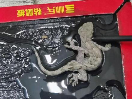 #遇到事情不要慌 #壁虎 #爬行动物 解救小壁虎!快去躲起来吧,多吃点虫子哦!!