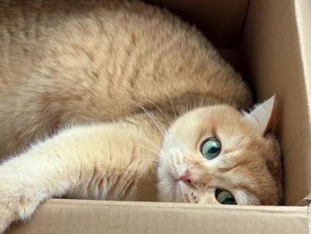 确诊多囊肾的养宠人先别着急,好好养护才是关键#养宠知识 #多囊肾猫咪 #金渐层 #萌宠日常记录 #科学养宠攻略