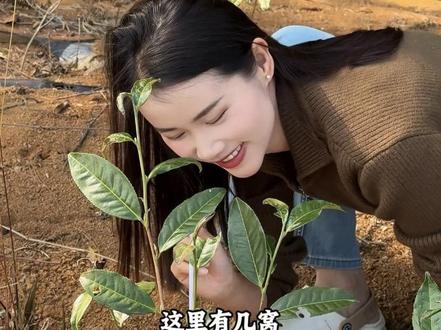 童年的记忆,给有想一起去捉的?🤣#谁知道这是什么 #你能叫出它的名字吗 #这是什么动物有人认识吗 #我的乡村生活