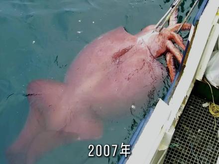 为什么越往海洋深处走,生物越巨兽化?#海洋 #科普 #大王乌贼
