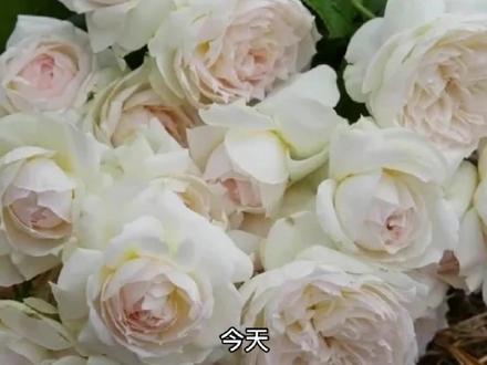 传说中的月季没药香,究竟是什么神仙香气?