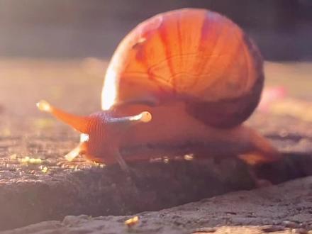 我的首堂科学观察课#蜗牛🐌 #大自然 #神奇动物在抖音 @清远狮子湖喜来登度假酒店