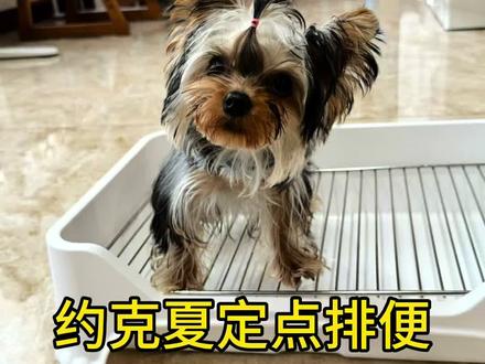 狗狗定点上厕所教学#约克夏定点上厕所 #狗狗定点上厕所 #狗狗乱拉乱尿怎么训 #上门训犬#重庆训犬