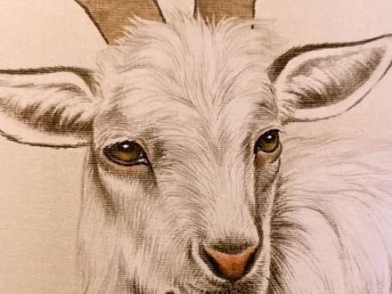 十二生肖之羊的画法~#画画 #传统文化 #手绘 #绘画 #动物 #国画 @抖音小助手