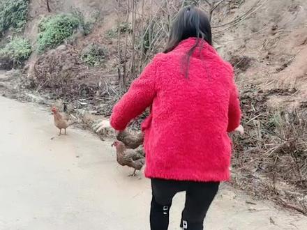 你们要的抓鸡视频来了#抓鸡大战