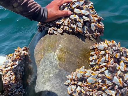 可怜的海龟被鹅颈藤壶寄生~#藤壶清理 #海龟