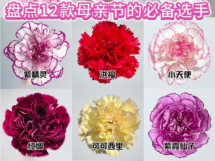 母亲节的康乃馨是什么样?你赋予它什么色彩,它就是什么样? #母亲节 #康乃馨 #鲜花 #母亲节花束 #康乃馨花束 @DOU+上热门 @DOU+小助手