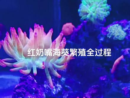奶嘴海葵产生新成员啦!😍