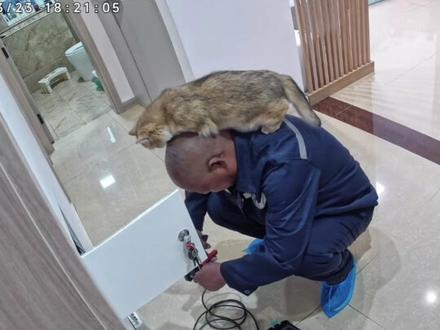 师傅:这是什么雷霆骚猫! #曼基康矮脚