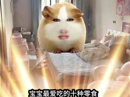 你不可能吃过3种以上的零食#零食 #搞笑 #猪妞 #荷兰猪 #小剧场