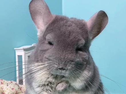 鼠中贵族~#萌宠 #龙猫 #萌宠出道计划 #养宠进阶指南