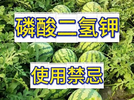 磷酸二氢钾使用禁忌 一定要注意! #西瓜种植 #西瓜种植技术 #磷酸二氢钾的使用