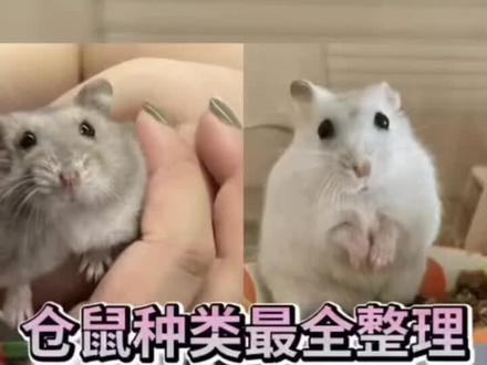 仓鼠种类最全种类(一)三线仓鼠篇,最适合新手饲养的入门仓鼠。#金丝熊 #养鼠日常分享 #仓鼠 #鼠鼠我呀