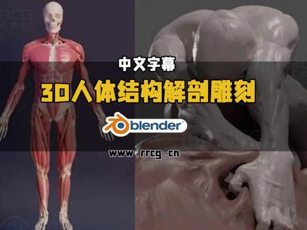 Blender 3D人体结构解剖雕刻大师级训练视频教程 本教程是关于【中文字幕】Blender 3D人体结构解剖雕刻大师级训练视频教程,时长:24小时18分,大小:18 GB,MP4高清视频格式,使用软件:Blender,附源文件,作者:Eduard,共128个章节,语言:英语。人人CG分享
这是一门以人体解剖为核心的系统化雕刻课程,专为希望深入理解人体结构、提升角色创作能力的艺术学习者打造。课程由拥有多年行业经验、并教授人体解剖超过十年的艺术家 Neil Fontaine 主讲,强调通过三维雕刻来真正“理解”人体,而不仅是记忆形状。
课程从 Blender 雕刻基础入手,循序渐进地讲解人体所有可见肌肉的形态、走向与骨骼附着点,帮助学员理解肌肉在运动中的拉伸与收缩逻辑。在掌握肌肉结构后,进一步学习皮肤与脂肪的覆盖方式,让角色更具真实感与说服力。课程包含多次从零到完成的完整雕刻示范,涵盖男性、女性与动态角色,并通过经典雕塑临摹训练比例与节奏。
学习内容不仅服务于 3D 角色制作,也能显著提升绘画能力,让你具备从想象中准确塑造人体的能力。课程总时长约 22 小时,包含 Hellboy 与 He-Man 等完整案例,是想进入游戏、影视角色领域,或系统掌握人体结构的学习者不可多得的高质量训练课程。
人人CG - 专业数字艺术分享平台:www.rrcg.cn
#blender教程 #blender建模 #blender #人体结构 #人体雕刻