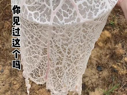 你知道这是什么吗?你们哪叫什么名字?