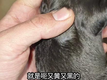 刚出生的高加索宝宝为什么特别黑? #高加索犬 #科普