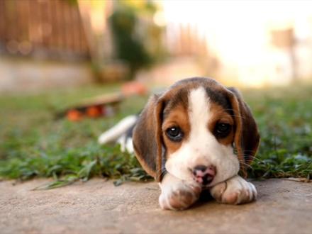 你知道什么是“比格大魔王”吗?#比格犬 #比格犬受害者联盟